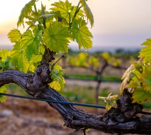 Les différents cépages des vins Alexander Krossa